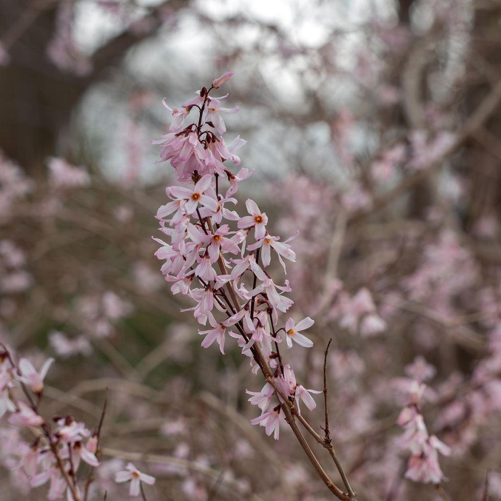Abeliophyllum distichum Roseum - Forsizia bianca