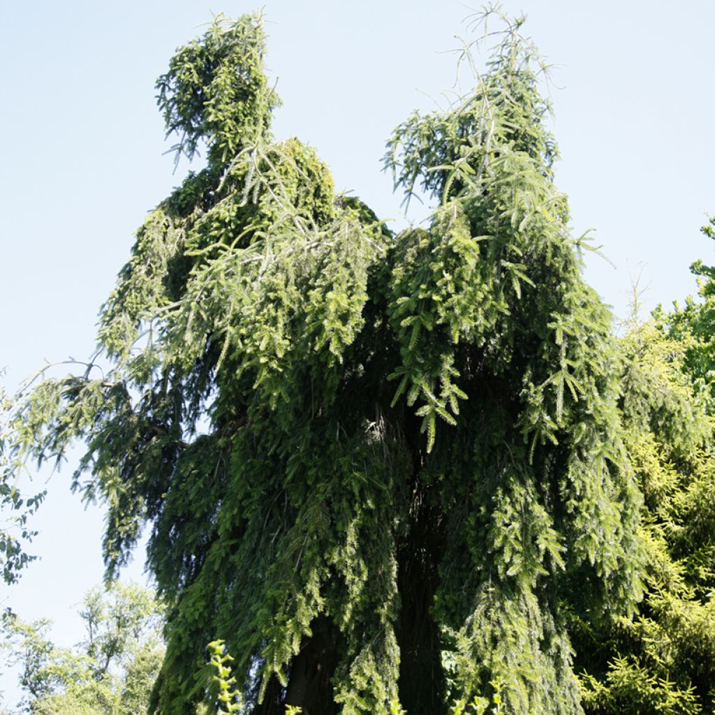 Abete del Caucaso Pendula - Abies nordmanniana