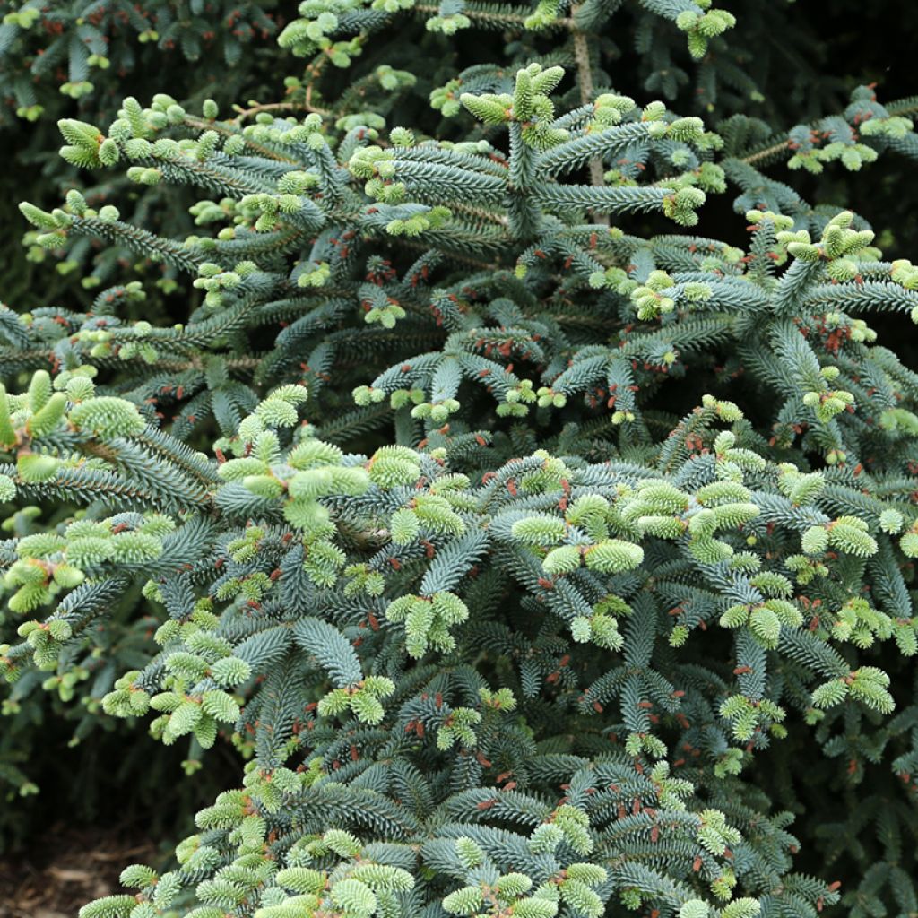 Abies pinsapo Glauca - Abete di Spagna