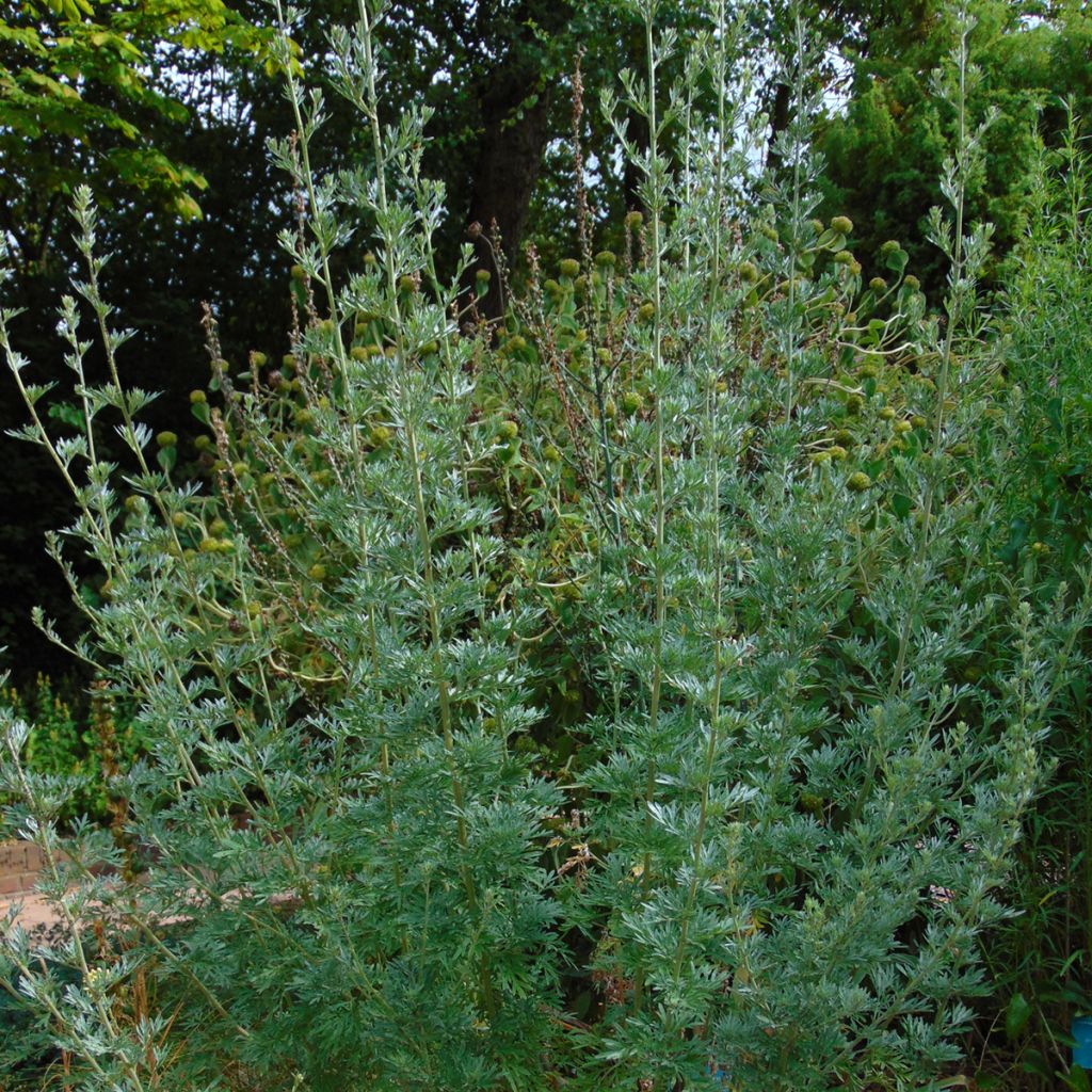 Artemisia absinthium - Assenzio maggiore