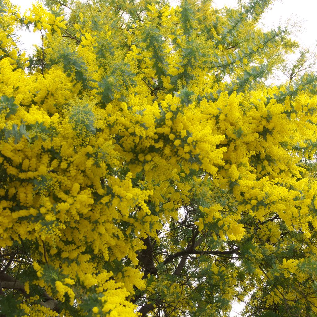 Acacia baileyana - Mimosa de Bailey 