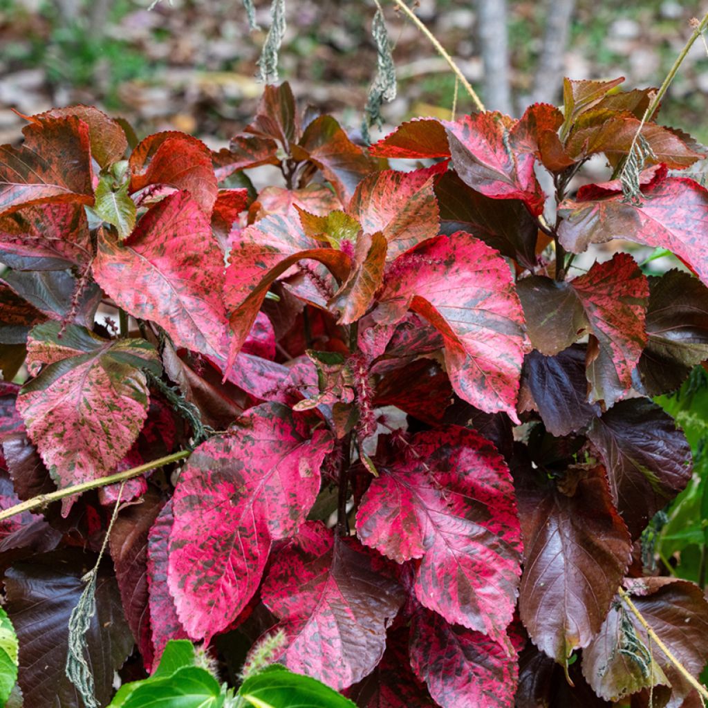 Acalypha godseffiana