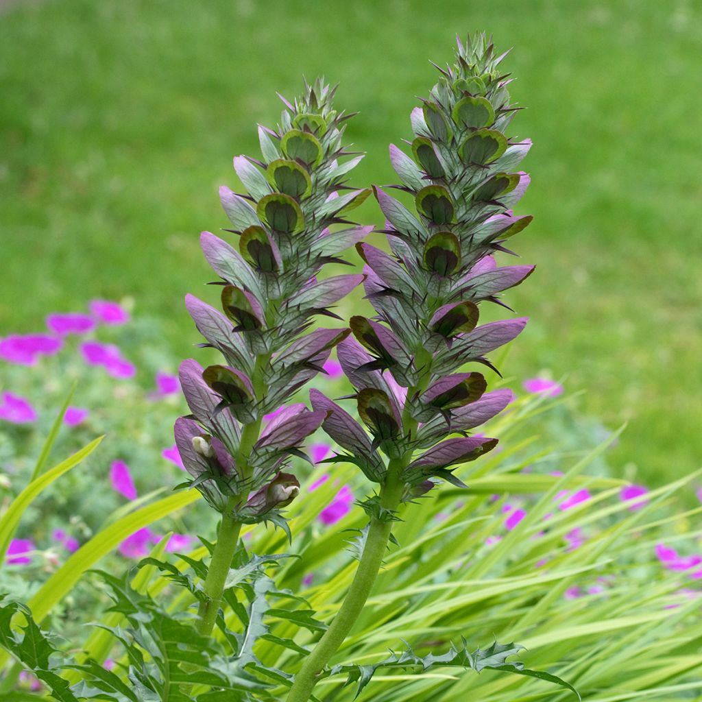 Acanthus spinosus - Acanto spinoso