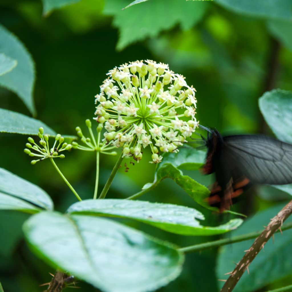 Acanthopanax henryi Nana