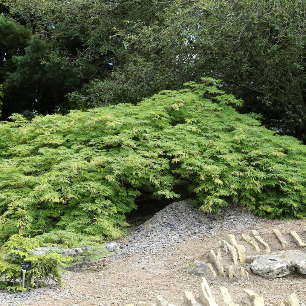 Acer japonicum Green Cascade - Acero giapponese