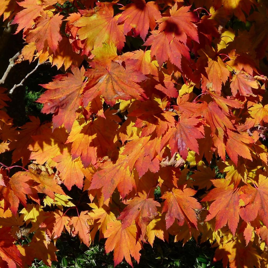 Acer japonicum Vitifolium - Acero giapponese