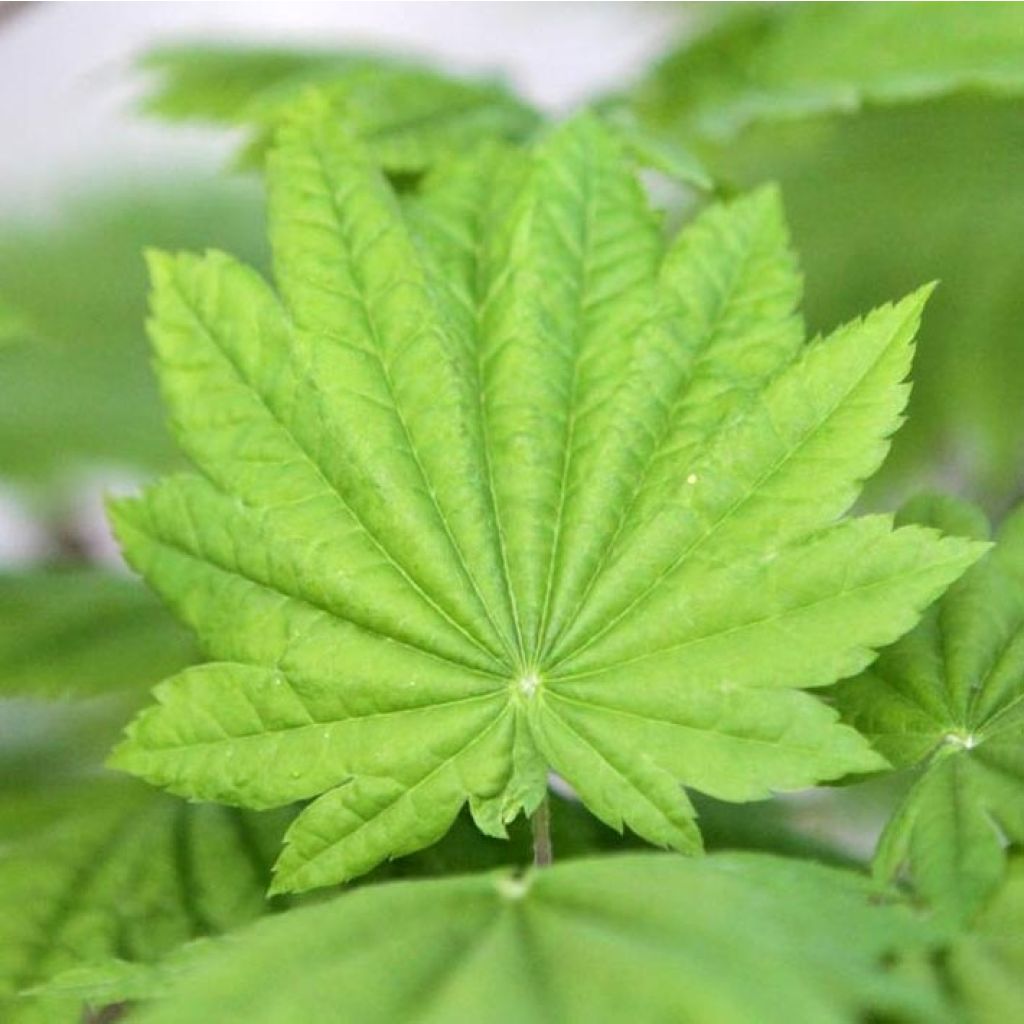 Acer japonicum Vitifolium - Acero giapponese