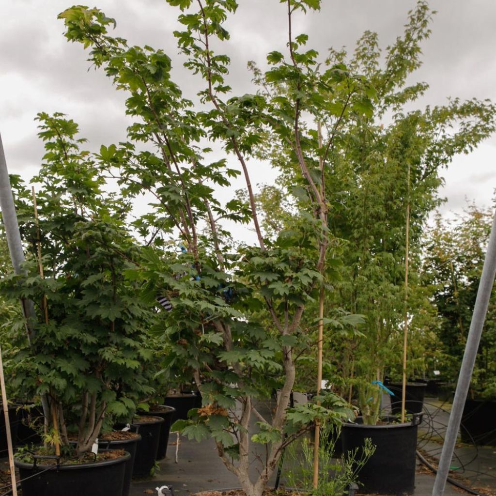 Acer japonicum Vitifolium - Acero giapponese