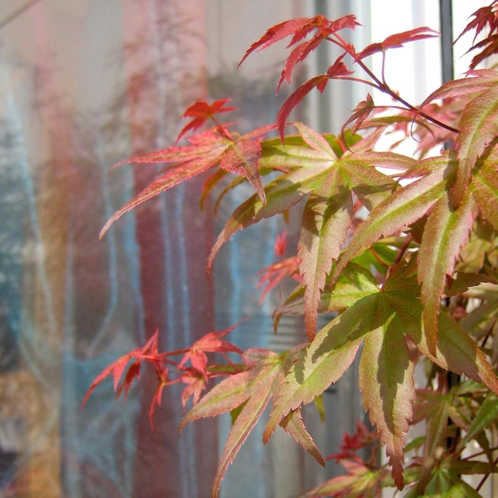 Acer palmatum Beni Maiko - Acero giapponese