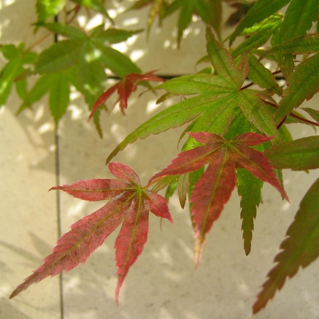 Acer palmatum Beni Maiko - Acero giapponese