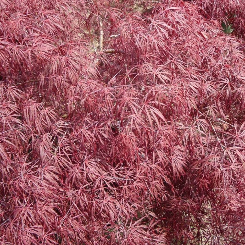 Acer palmatum Crimson Queen - Acero giapponese
