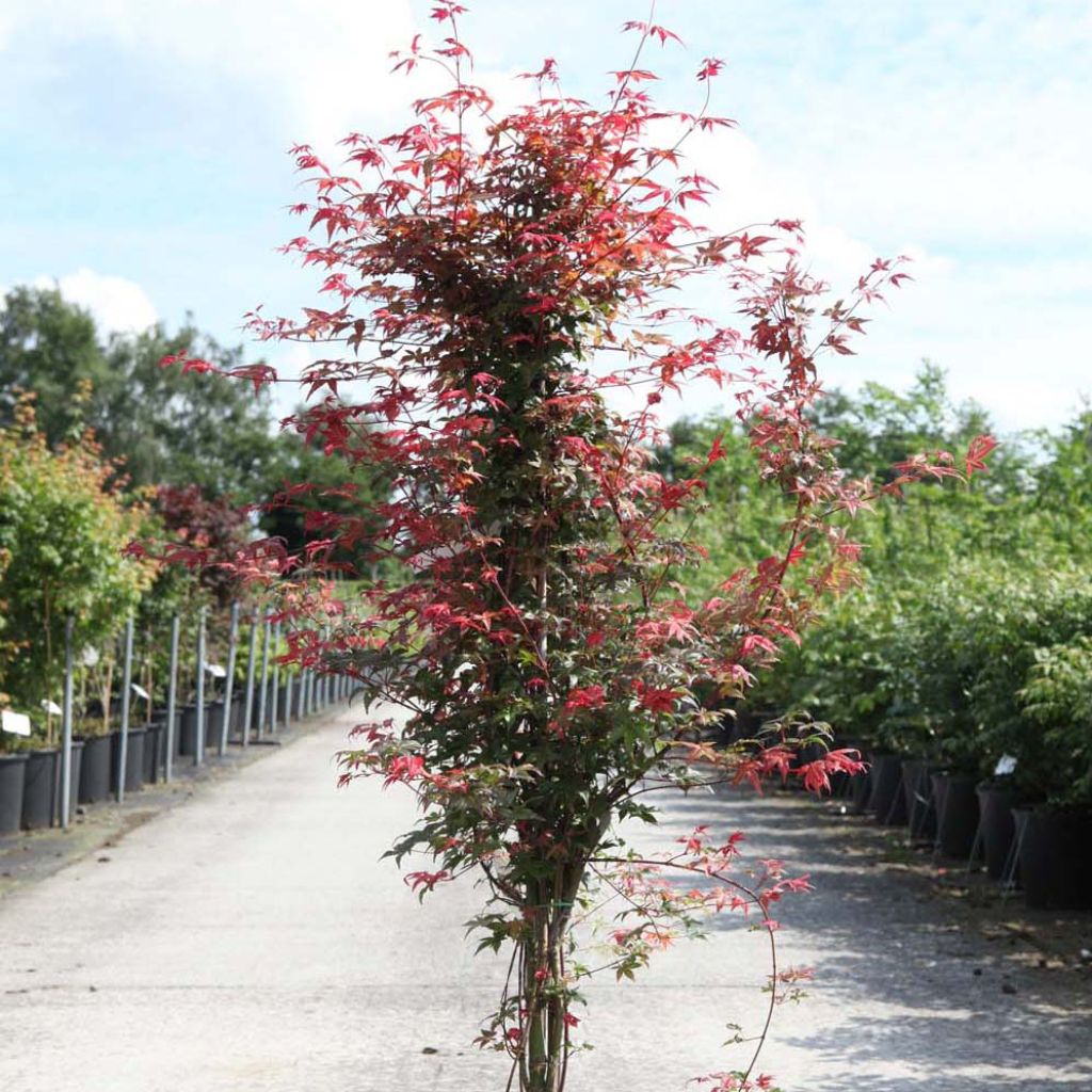 Acer palmatum Deshojo - Acero giapponese
