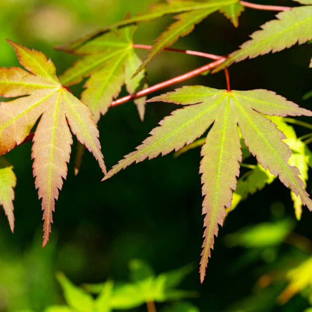 Acer palmatum Orange Dream - Acero giapponese