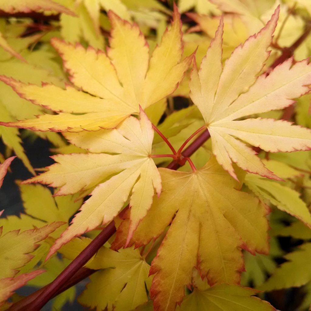Acer palmatum Orange Dream - Acero giapponese