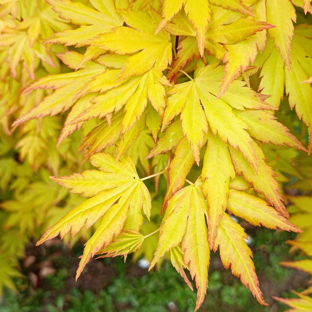 Acer palmatum Orange Dream - Acero giapponese