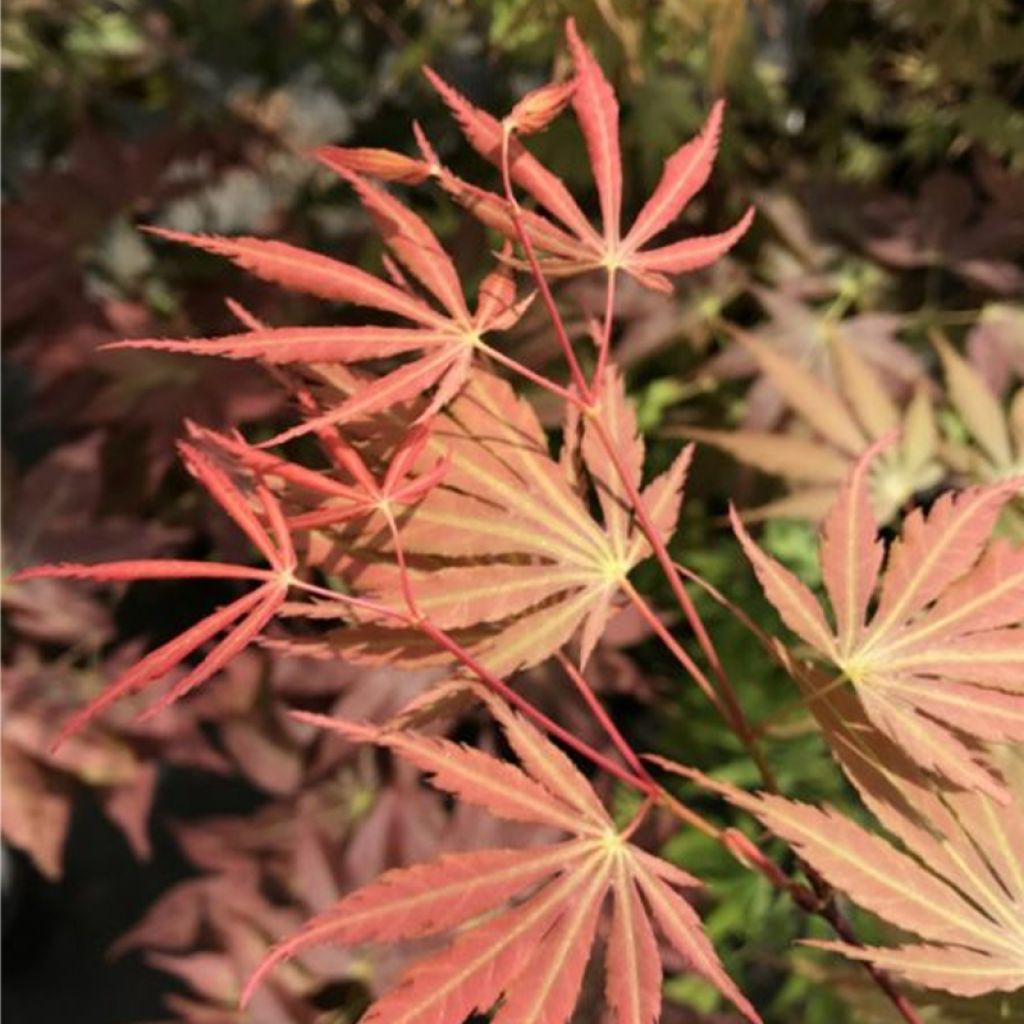 Acer palmatum Orange Flame - Acero giapponese