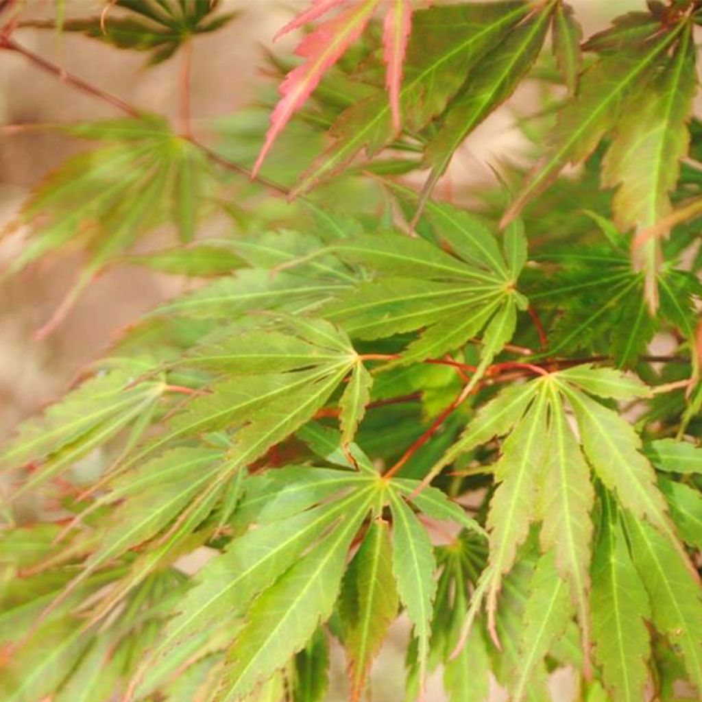 Acer palmatum Orange Flame - Acero giapponese