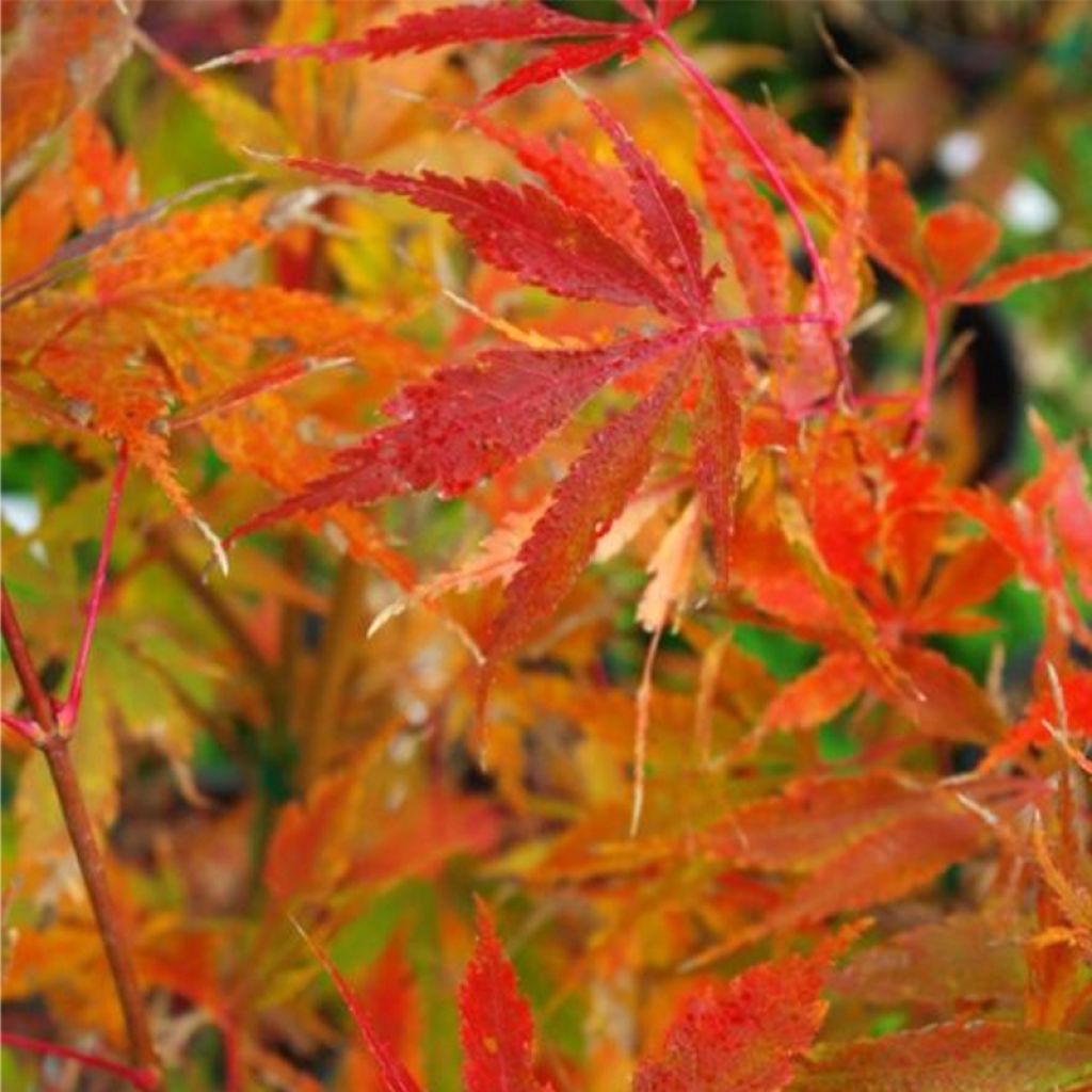Acer palmatum Orange Flame - Acero giapponese