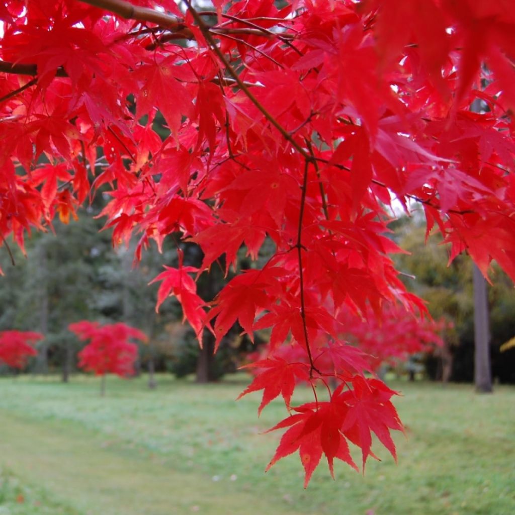 Acer palmatum Osakazuki - Acero giapponese
