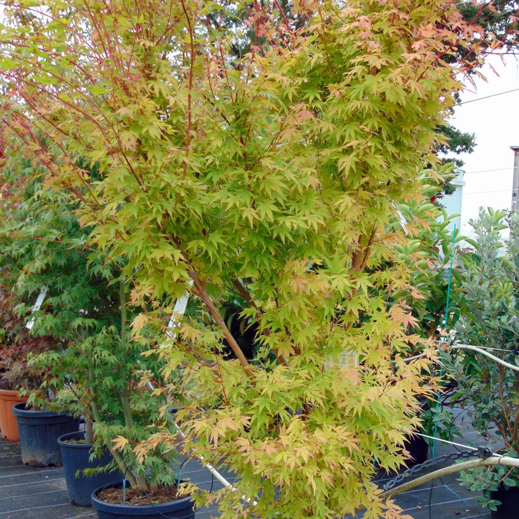 Acer palmatum Sangokaku - Acero giapponese
