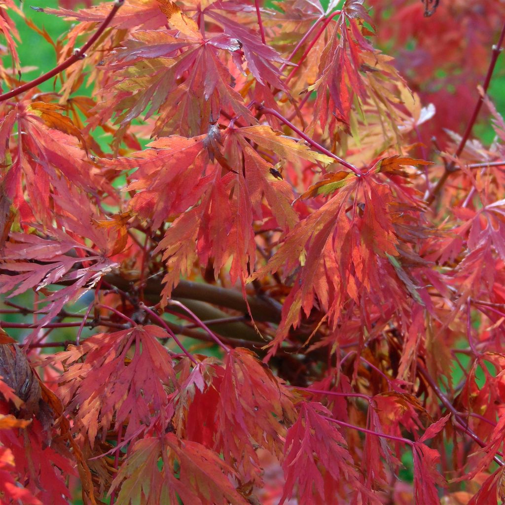 Acer palmatum Seiryu - Acero giapponese