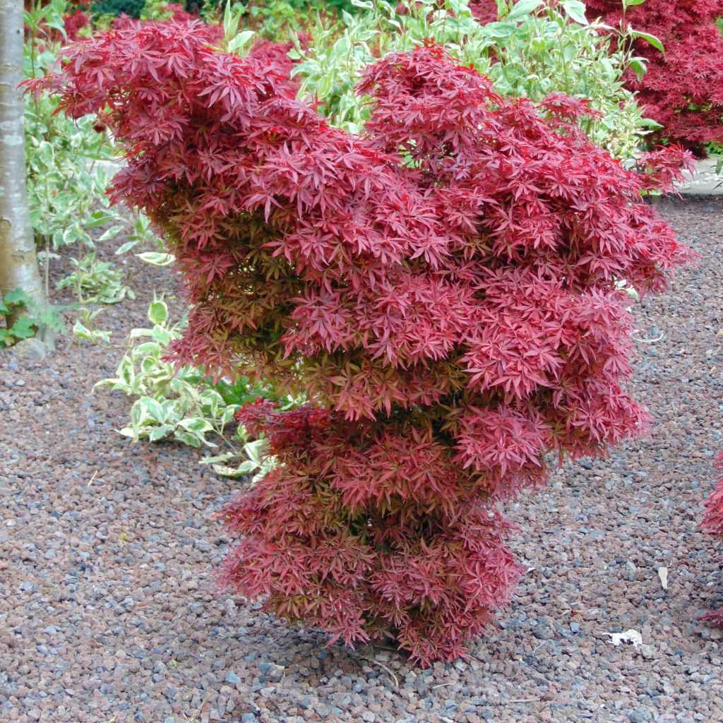 Acer palmatum Shaina - Acero giapponese