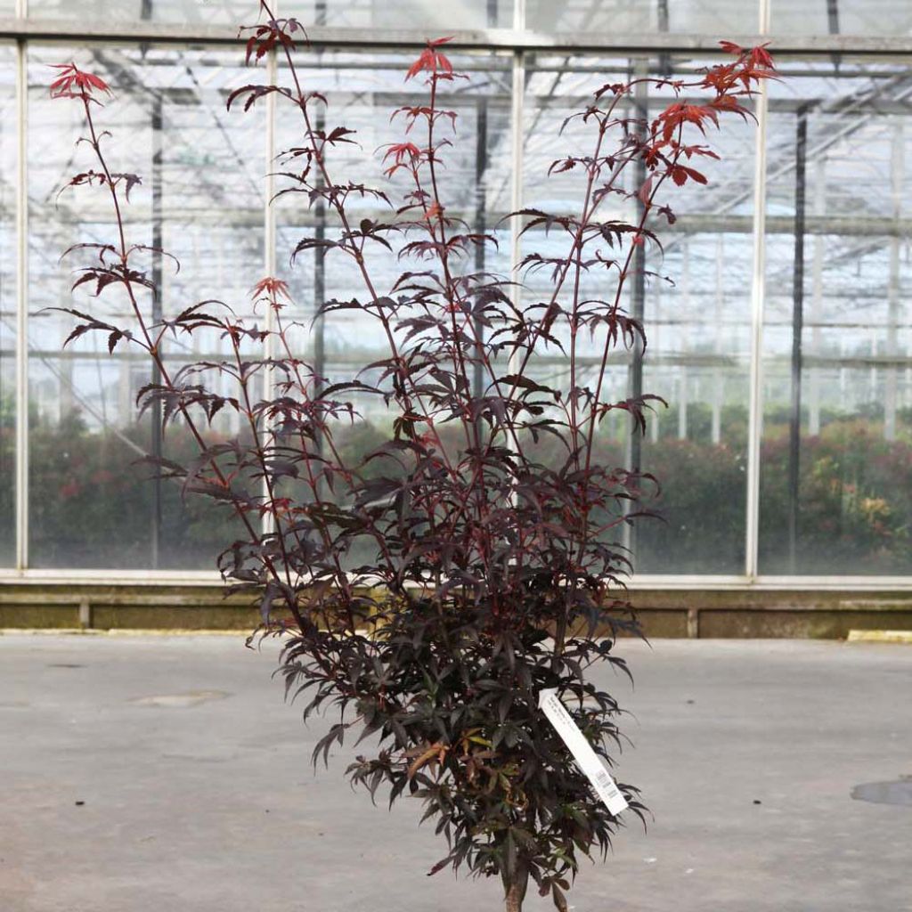 Acer palmatum Skeeter's Broom - Acero giapponese