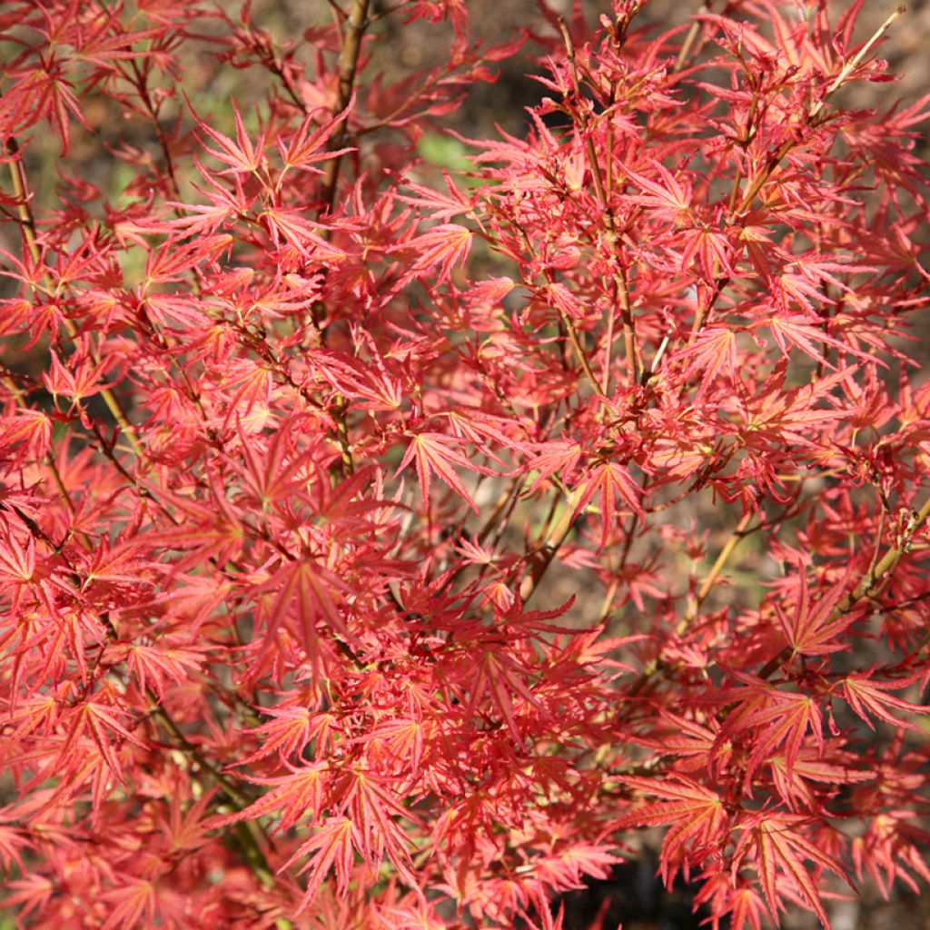 Acer palmatum Wilson's Pink Dwarf - Acero giapponese