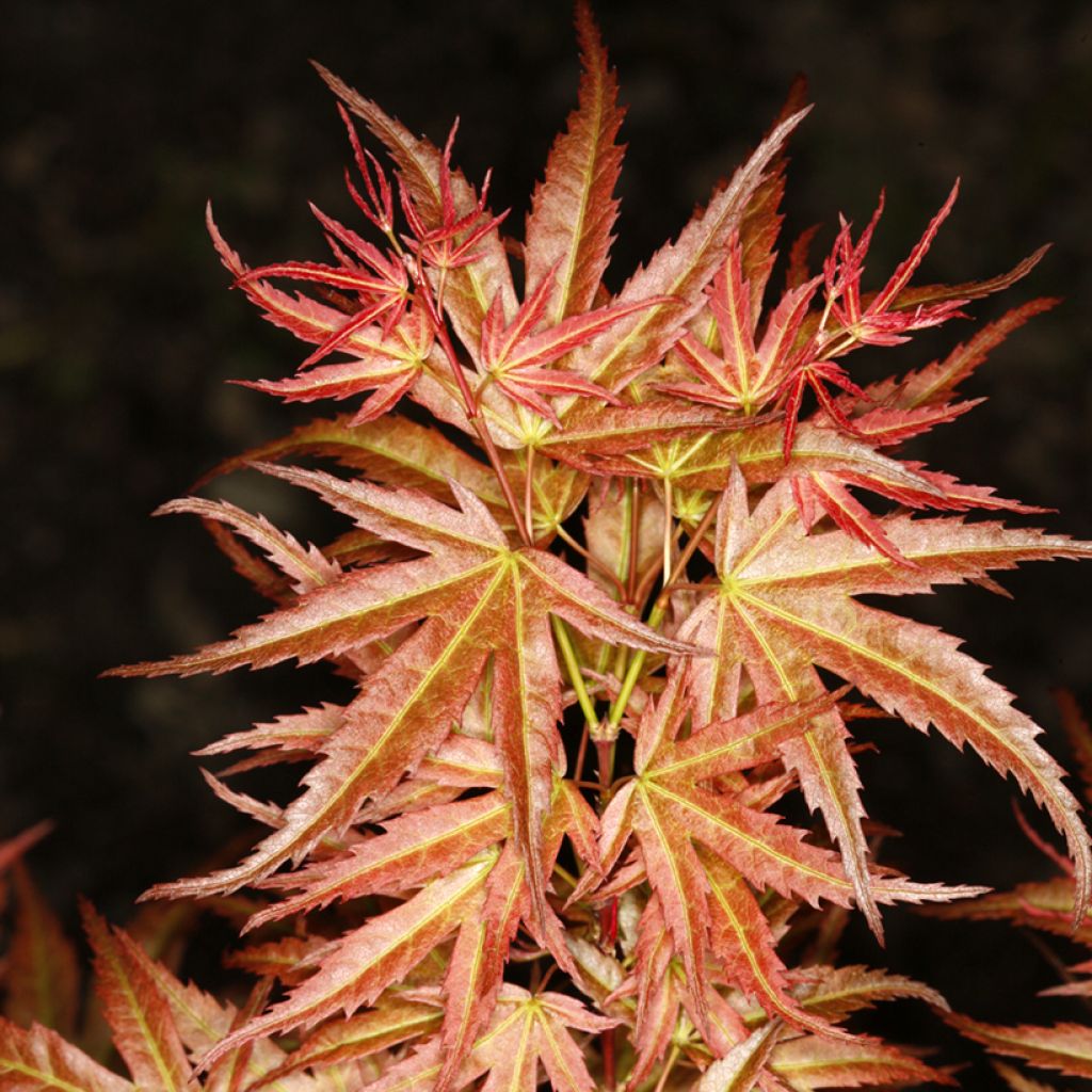 Acer palmatum Wilson's Pink Dwarf - Acero giapponese