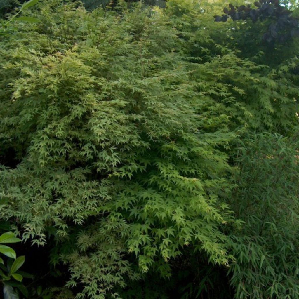 Acer palmatum - Acero giapponese