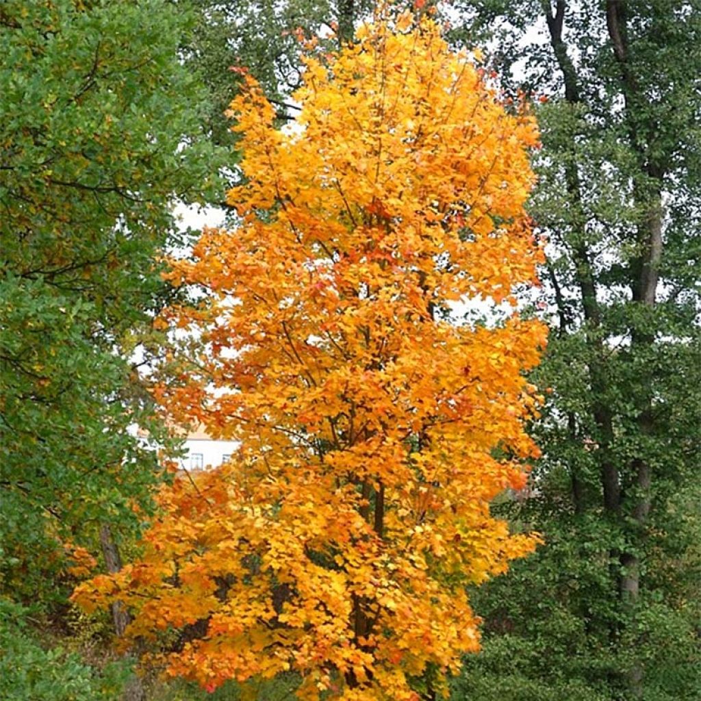 Acer platanoides Columnare - Acero riccio