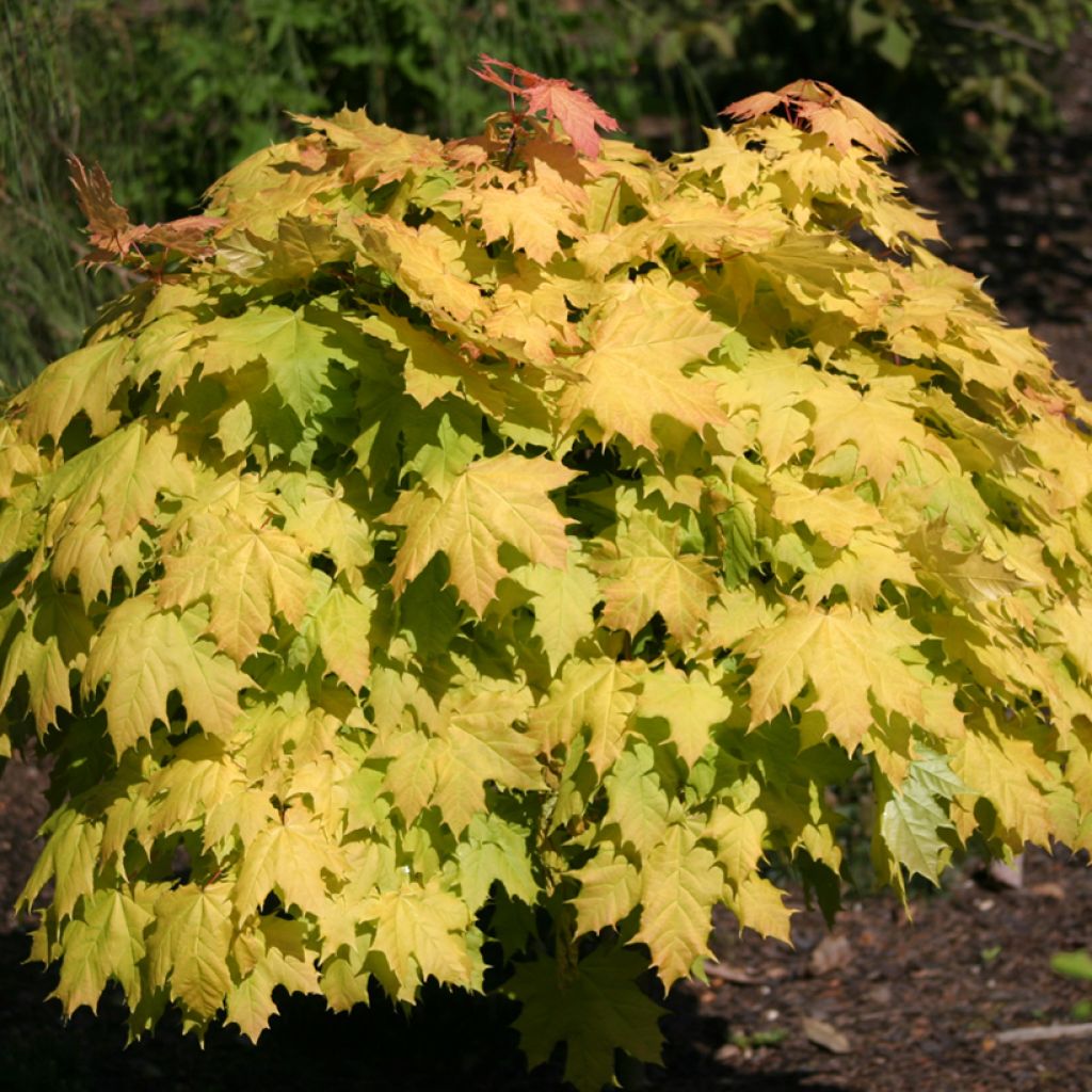 Acer platanoides Golden Globe - Acero riccio