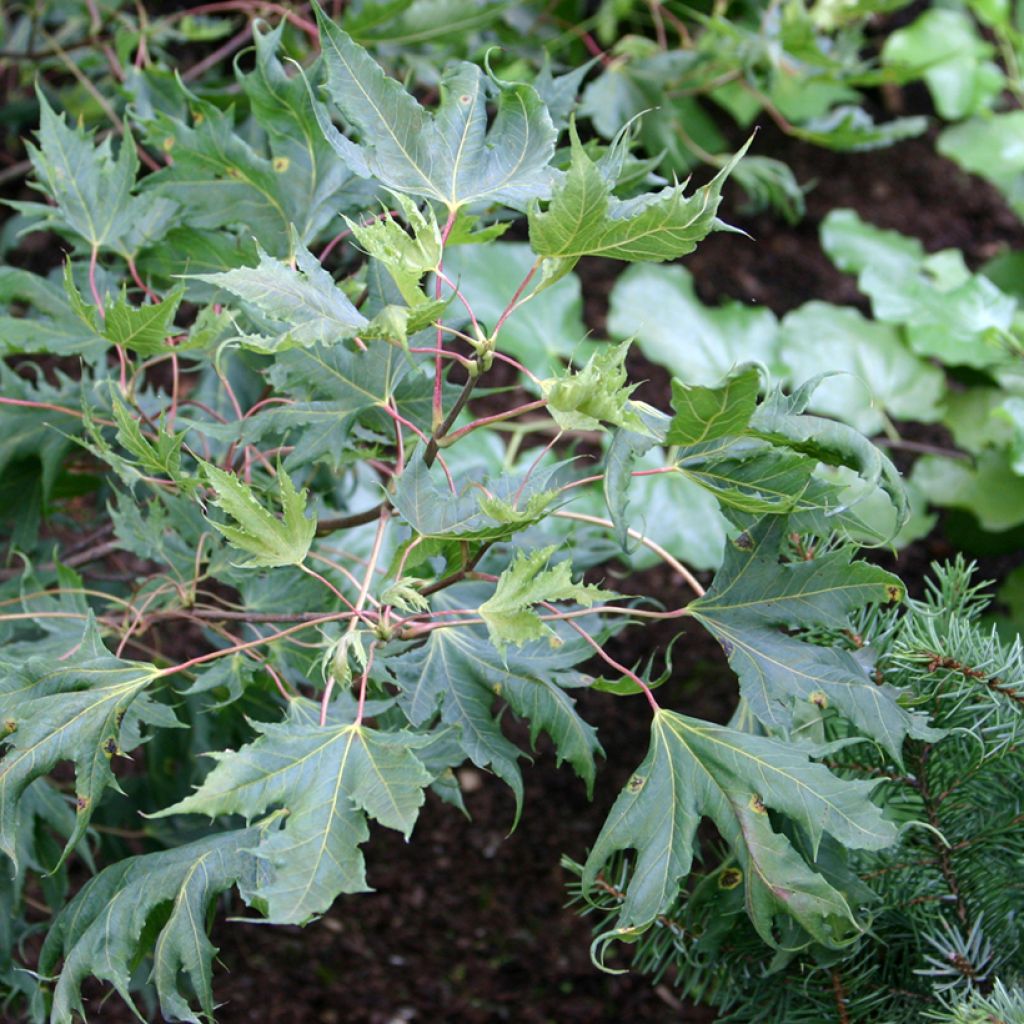 Acer platanoides Laciniatum - Acero riccio