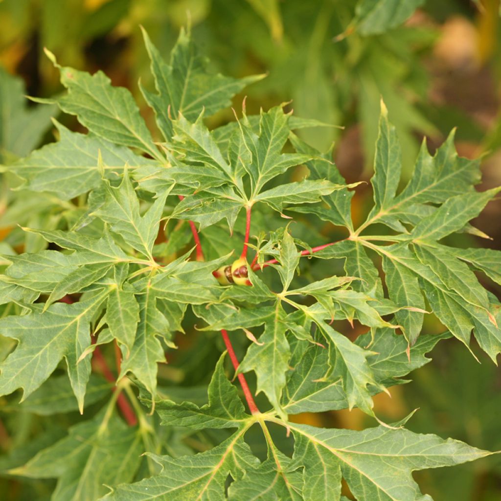 Acer platanoides var. lorbergii - Acero riccio