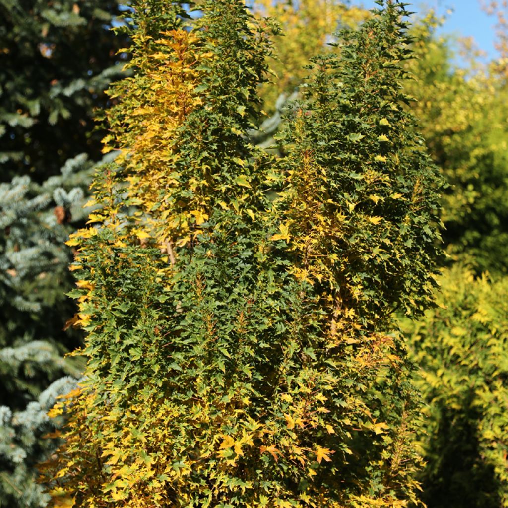 Acer platanoides Novush - Acero riccio
