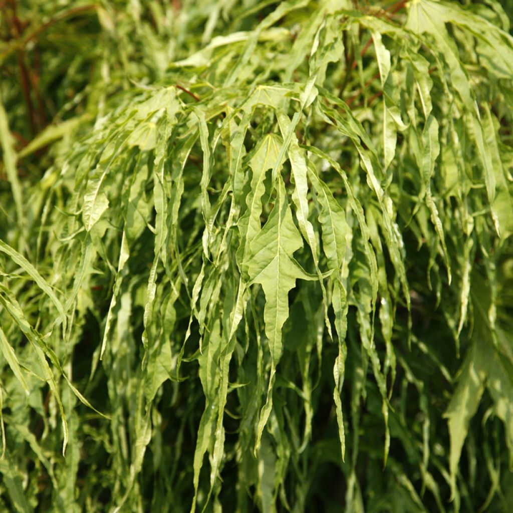 Acer platanoides Paldiski - Acero riccio