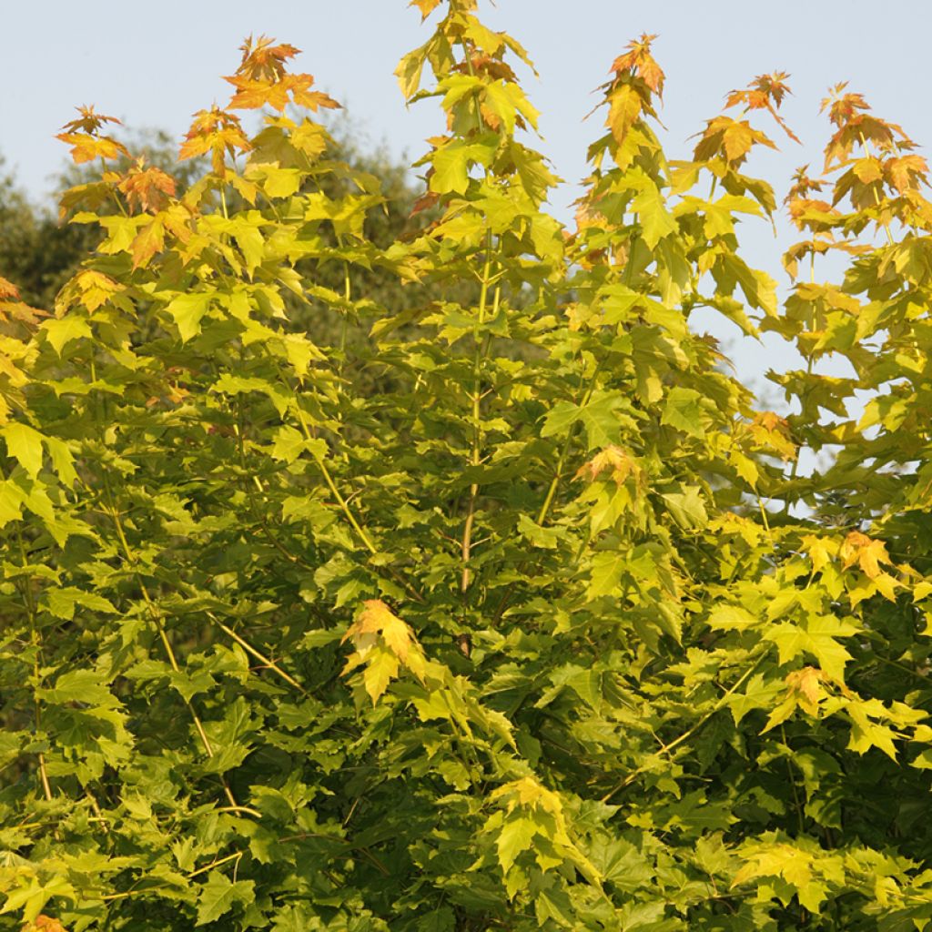 Acer platanoides Princeton Gold - Acero riccio