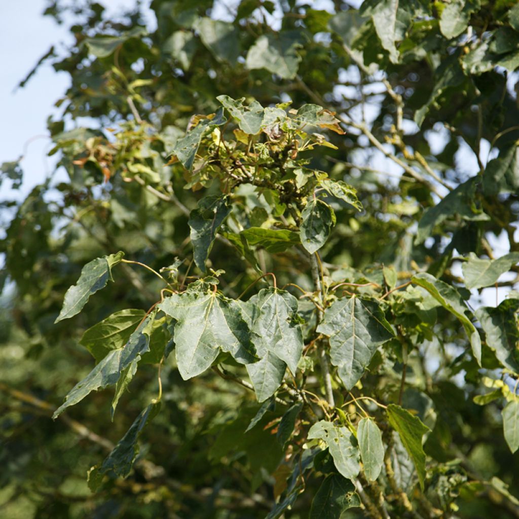 Acer platanoides Stollii - Acero riccio