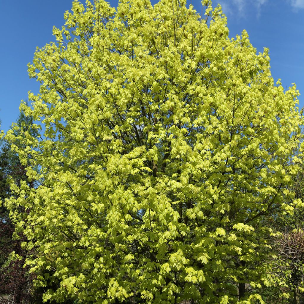 Acer platanoides Walderseei - Acero riccio