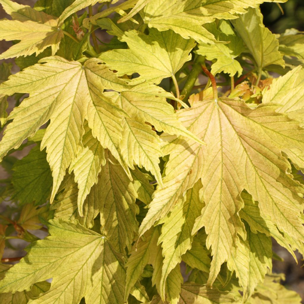 Acer pseudoplatanus Sunshine