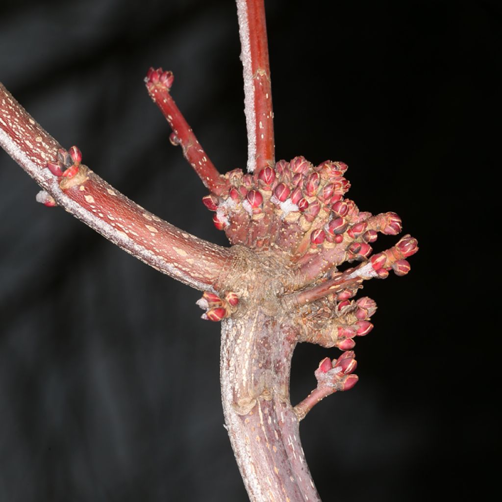 Acer rubrum Sekka - Acero Rosso