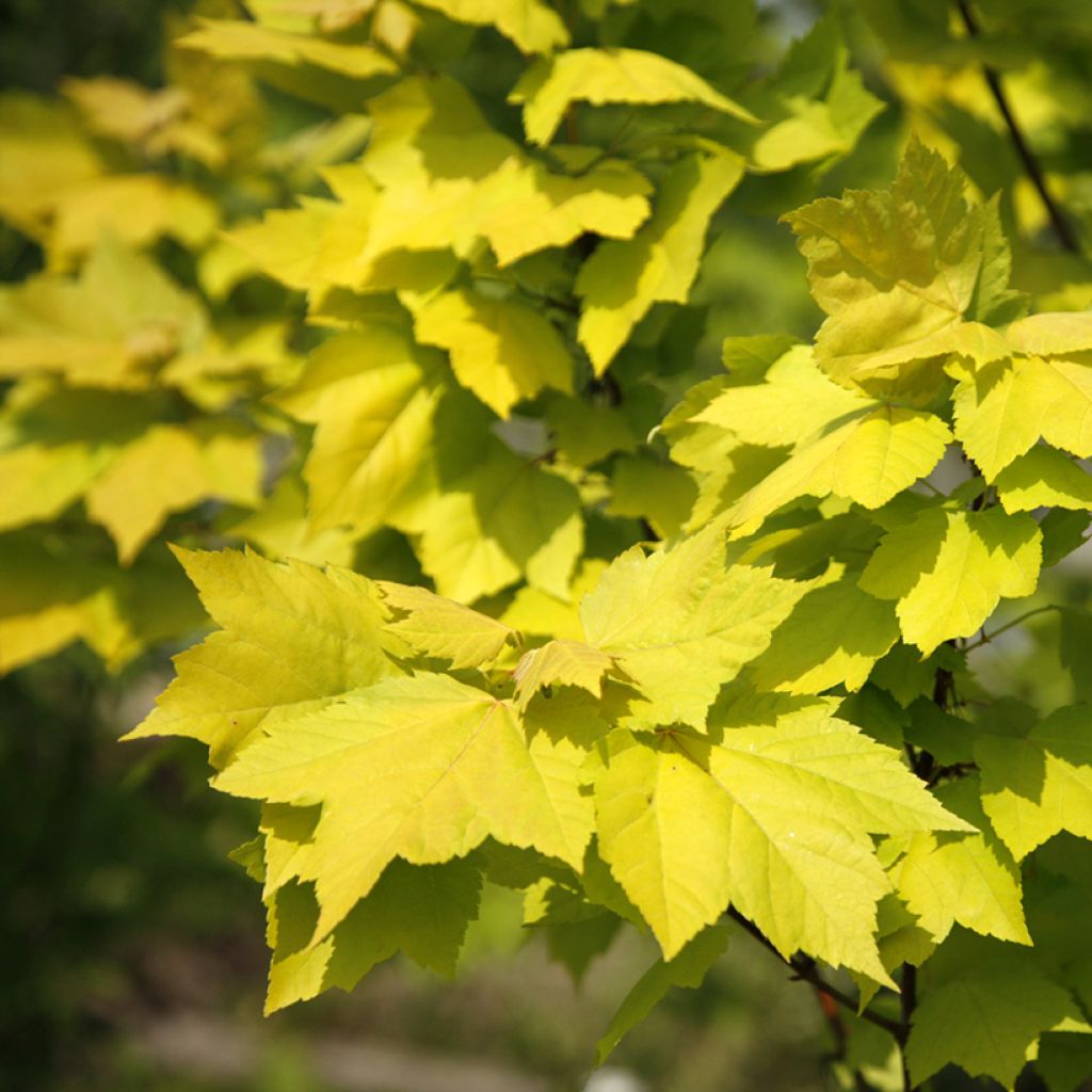Acer rubrum Schocking Gold - Acero Rosso