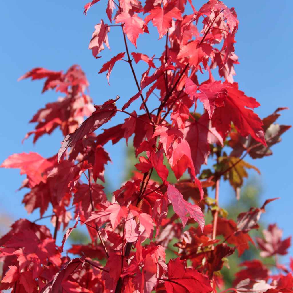 Acer rubrum Somerset - Acero Rosso