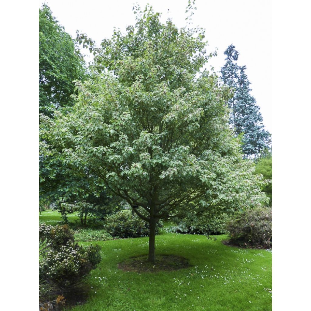 Acer rufinerve Albolibatum - Erable à peau de serpent