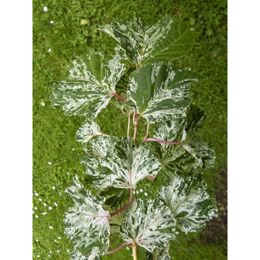 Acer rufinerve Albolibatum - Erable à peau de serpent