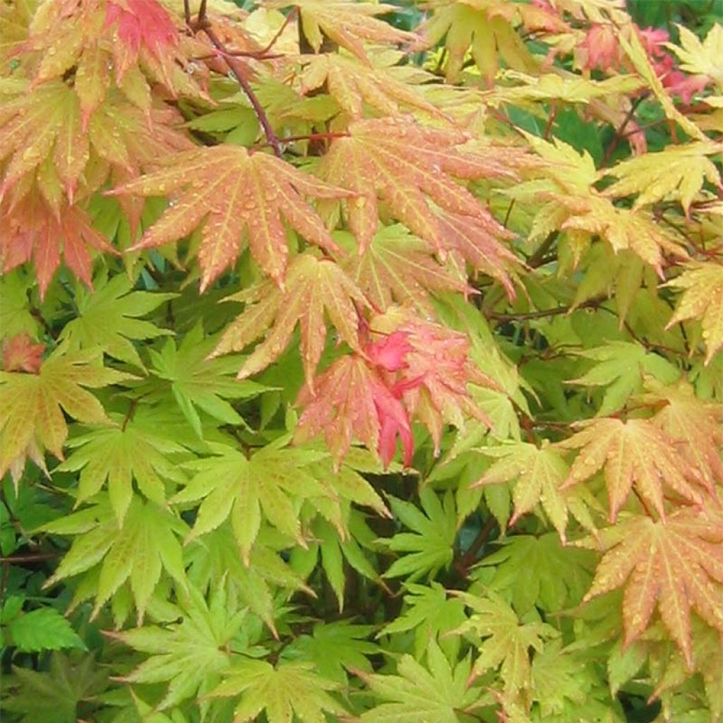 Acer shirasawanum Autumn moon - Acero giapponese