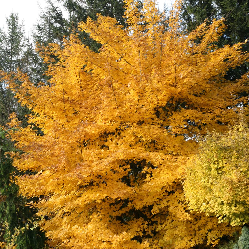 Acer x zoeschense  Annae - Acero 
