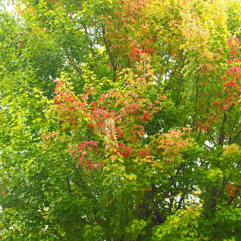 Acer buergerianum (semil) - Acero tridente