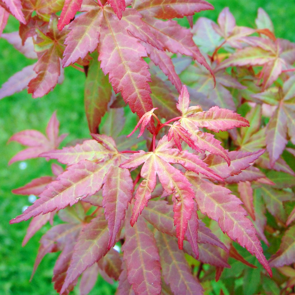 Acer palmatum Redwine - Acero giapponese