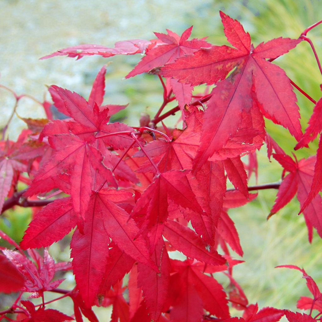 Acer palmatum Redwine - Acero giapponese